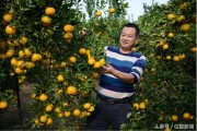 南充柑橘種植招聘技術(shù)員_農(nóng)村示范園好嗎