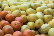 全球頂尖柑橘品種權(quán)威盤點(diǎn)：揭秘世界上最頂級柑橘品種排名榜單