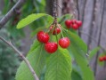 由良蜜桔種植技術有哪些（由良蜜桔種植條件）