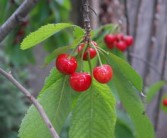 由良蜜桔種植技術有哪些（由良蜜桔種植條件）