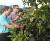 農科院柑橘種植技術規程_農村種辣椒可以掙到錢嗎