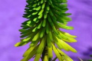 春見柑橘樹苗早熟高效栽培技術(shù)與管理要點(diǎn)解析