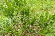 柑橘病蟲害識別圖高清_柑橘花期如何預防花蕾蛆