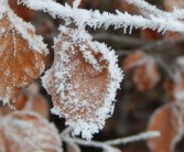 柑橘霜凍過(guò)后怎么處理（柑橘被霜雪凍了怎么辦）