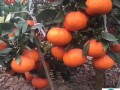 掛果柑橘夏剪技術要求（柑橘掛果樹怎么修剪）