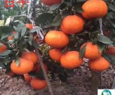 大雅柑橘品種有哪些，大雅柑橘品種簡介大全圖解
