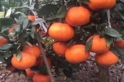 香妃橘子橘子嗎（香妃桔怎么吃）