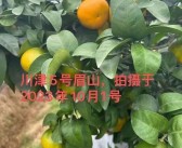 分享幾款近期實地考察的柑橘品種，川津5號、愛媛153……你更喜歡哪款？