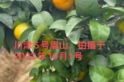 分享幾款近期實地考察的柑橘品種，川津5號、愛媛153……你更喜歡哪款？