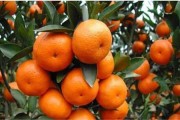 柑橘的種植技術(shù)學(xué)習(xí)_橙黃橙種植技術(shù)