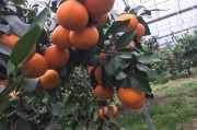 柑橘新貴紅美人種植技術(shù)_丑美人柑橘一畝種多少
