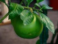 柑橘黃龍病癥狀圖全解析：葉片黃化特征與識別指南