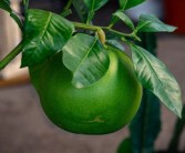 柑橘黃龍病癥狀圖全解析：葉片黃化特征與識別指南