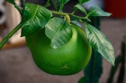 柑橘黃龍病癥狀圖全解析：葉片黃化特征與識(shí)別指南