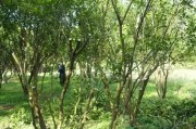 柑橘種植方法及管理技術_種植柑橘土壤什么酸堿度最好