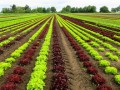 大豐柑橘種植技術要求（早熟大豐1號桔子苗）
