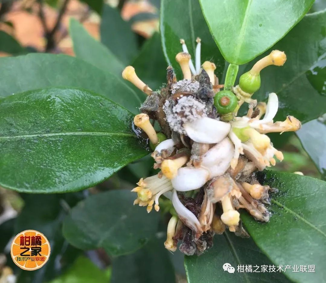 中國最早特早熟蜜桔產地（中國早熟蜜桔之鄉）
