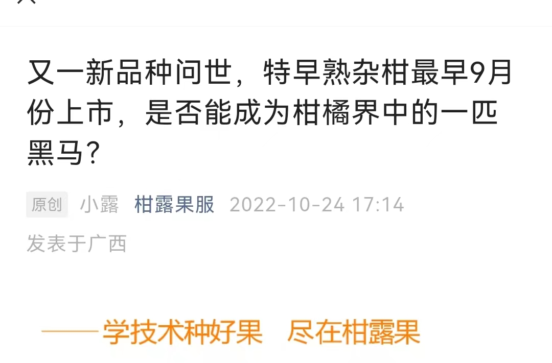 蜜桔什么時(shí)候開始成熟（蜜桔啥時(shí)候成熟）