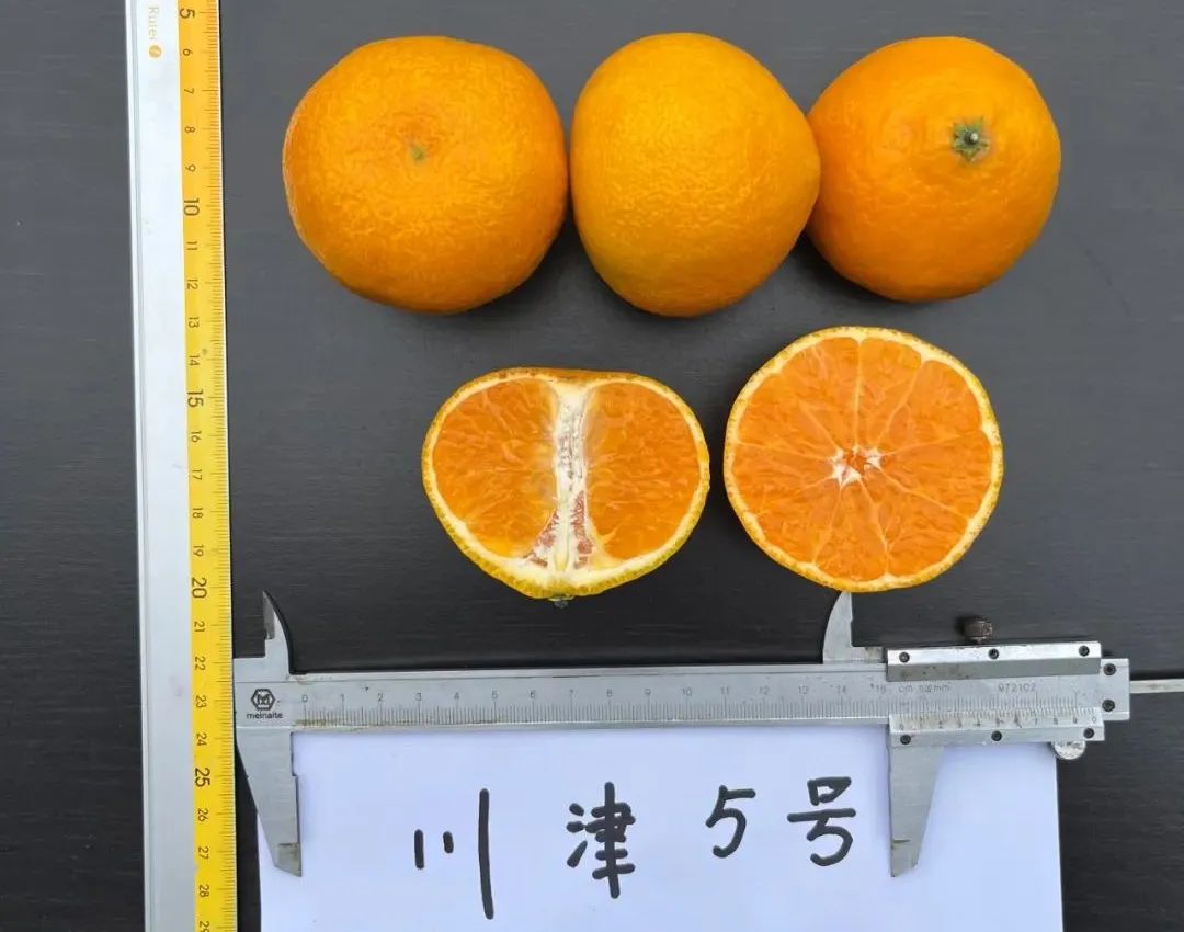 蜜桔之鄉指哪些地方（蜜桔1號哪些地方可以種）