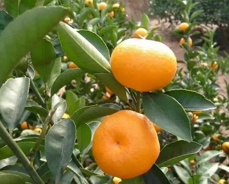 柑橘春季修剪技術管理（柑橘樹開春修剪視頻）