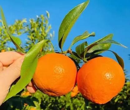 四川省眉山市洪雅縣耙耙柑：生態種植的甜蜜饋贈，果香四溢的自然之選