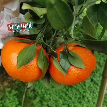 小柑橘護手霜怎么看保質期限（小柑橘護手霜有效期）