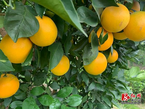 蜜桔的營養價值和功效是什么（蜜桔的營養價值和功效是什么樣的）
