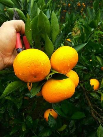 沃柑摘走一斤帶走多少肥料呢（沃柑1斤幾個(gè)）