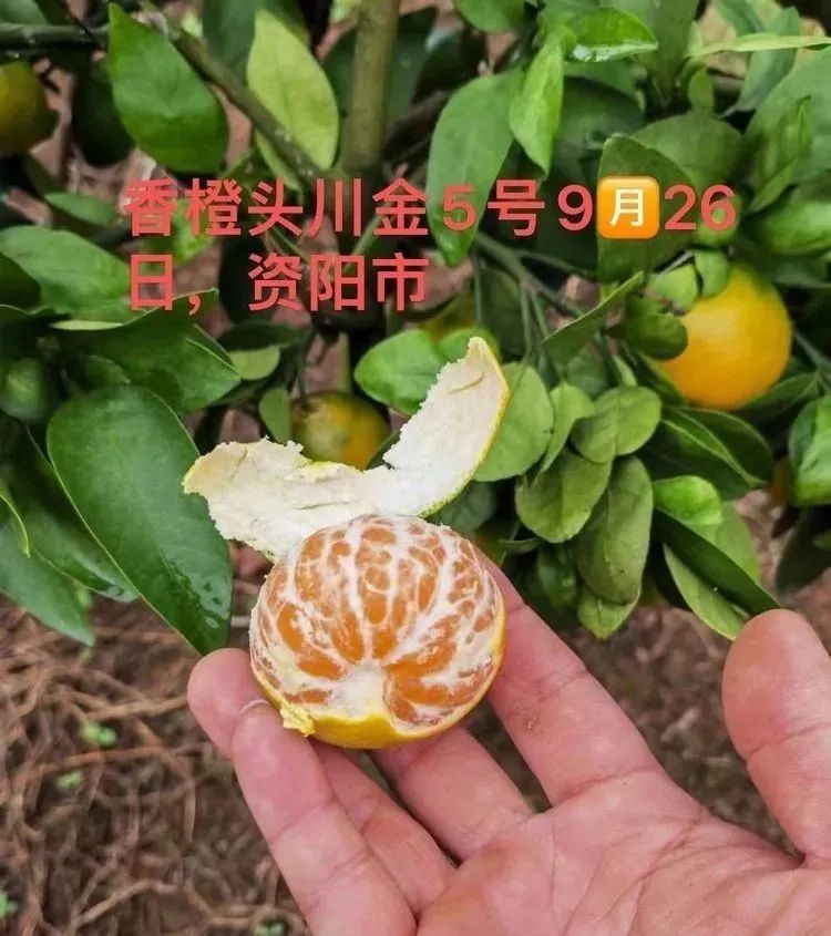明日見柑橘3年苗能結果嗎視頻講解（明日見柑橘前景及經濟效益怎么樣）