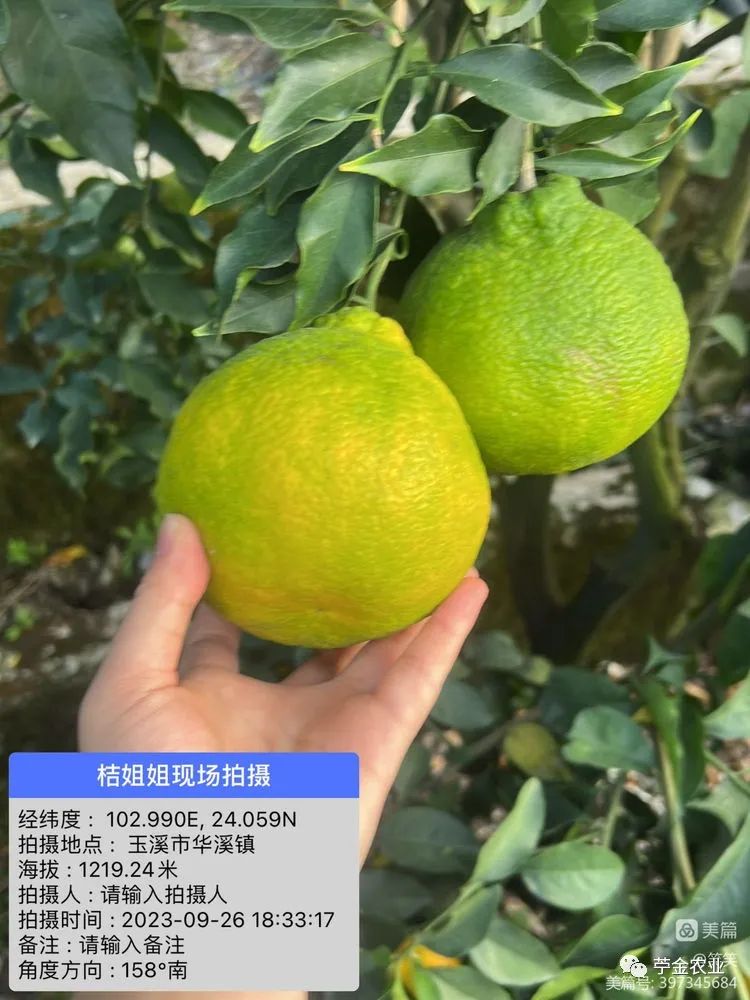 蜜桔吃多了對身體有什么好處（蜜桔壞處）