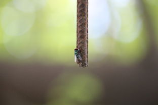 柑橘一桿二枝修枝技術要點(柑橘整枝)