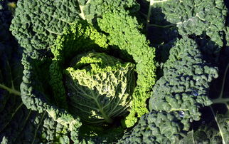 沃柑果上青苔怎么處理(沃柑內壁發綠還能吃嗎?)