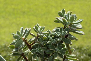 蜜桔種植技術管理方法(蜜桔盆栽怎么管理視頻)