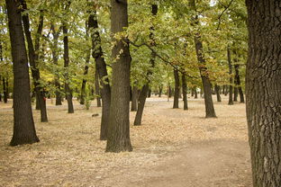 早熟蜜桔種植管理方法技術(早熟蜜桔的修剪方法)