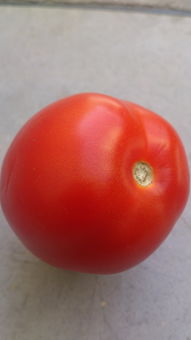 美人紅柑橘皇后哪里產地好(紅美人柑橘好吃不)