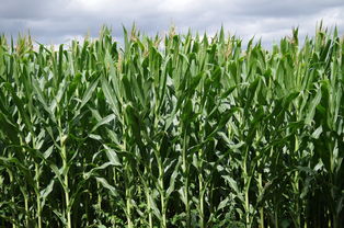 椪柑種植技術視頻教程(椪柑豐產栽培技術)