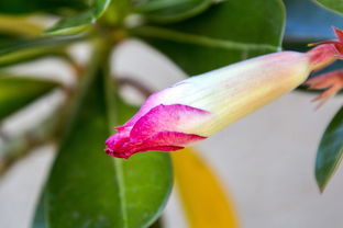 桔子樹有蟲打什么藥水好(橘子樹有蟲打什么藥水)