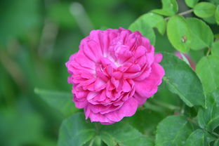 中國哪里盛產柑橘第一洲(中國柑橘產地)