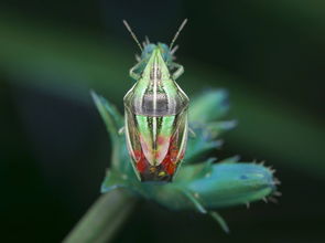 柑橘病蟲害防治及用藥指南(柑橘病蟲害防治與用藥防治)