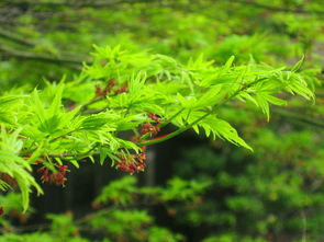 甘平柑橘裂果期幾月份（甘平柑橘種植技術）