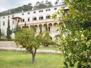 柑橘腹接技術視頻教程（柑橘樹腹接技術視頻）