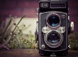 柑桔修剪技術試頻教程圖解（柑桔修剪技術試頻教程圖解視頻）