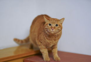 沃柑膨大快肥料有哪些品牌(沃柑膨果肥什么時候施)