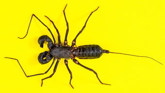 柑橘套袋后不能打什么藥呢(柑橘套袋后能否打藥)