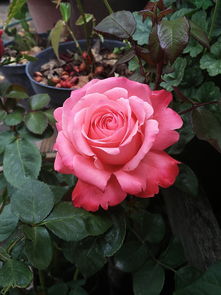 防止桔子落果藥(桔子樹怎么防果蠅)