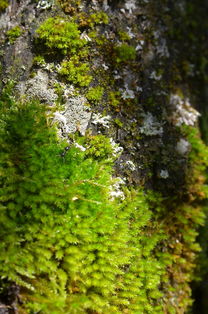 柑橘類果樹常見病害及防治視頻教學(柑橘樹常見的病)