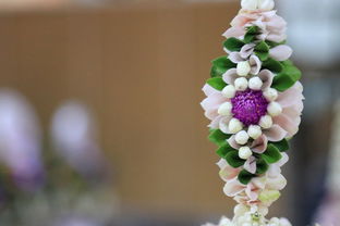 柑橘新品種金葵桂林種多嗎(廣西金桔和桂林金桔)