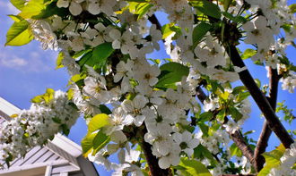 枳殼嫁接椪柑苗多少錢(枳殼嫁接什么樹)