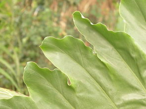 柑橘樹脂病克星（柑橘樹樹脂斑點病）