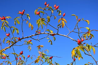 剛種沃柑苗多久修剪(沃柑幼苗第一年修剪)